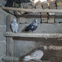 کبوتر|پرنده|ماهدشت, |دیوار