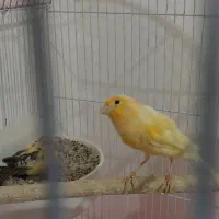 جفت قناری روی تخم