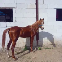 فروش یک راس اسب نریون عرب ۴.۵ ساله مدارک تکمیل|اسب و تجهیزات اسب‌سواری|پره‌سر, |دیوار