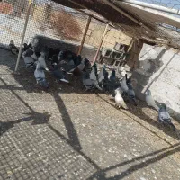 پلاکی وبوزک