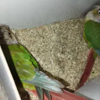 جفت گرینچیک با تخم|پرنده|مشهد, ابوذر|دیوار