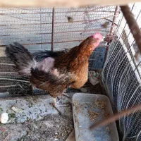 مرغ تخمه گذار با خروس بزرگ
