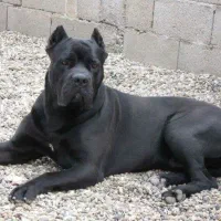 خاص ترین سگ جهان کن کورسو وارداتی