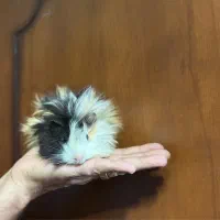 خوکچه هندی نژاد فشن|موش و خرگوش|تهران, یوسف‌آباد|دیوار