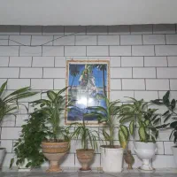تعدادی گل به فروش میرسد فوری و مبل هشت نفره