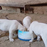 توله پژدر