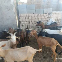 بز دورگ. سانن والپاین