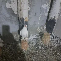 کبوتر قرمز گوز|پرنده|تبریز, |دیوار