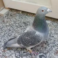 کبوتر پلاکی نر موریس دلبر