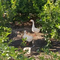 قوغاز کانادایی نر وماده