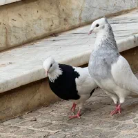 ۱۰۰۰۰|حیوانات|شاهرود, |دیوار