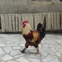 خروس برهما دهگلان|حیوانات مزرعه|دهگلان, |دیوار