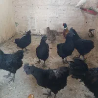 مرغ تخمگذار و تزئینی(فوری فوری)