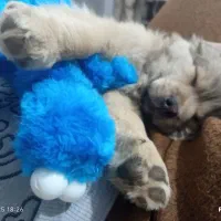 واگذاری|سگ|دماوند, دماوند|دیوار