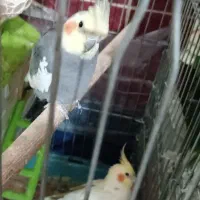 یک جفت عروس هلندی مولد