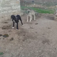 واگذاری توله سرابی