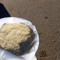 فروش برنج طارم هاشمی دوباره کشت|خوردنی و آشامیدنی|ساری, |دیوار