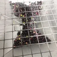 روغن زیتون فرابکر