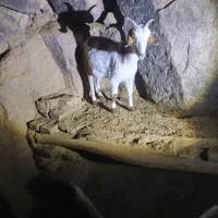 بز و چپیش|حیوانات مزرعه|تفت, |دیوار