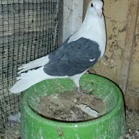 ۳عدد نر ابلغ