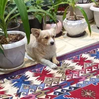 سگ پامر روباهی فوق حرف گوش کن|سگ|اصفهان, اشکاوند|دیوار