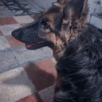 واگذاری سگ ژرمن شولاین ماده اصل