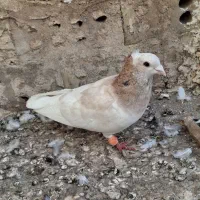 کبوتر|پرنده|نیشابور, شریعتی|دیوار