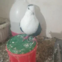 کبوتر کفتر کلاغ کربلایی کله سفید