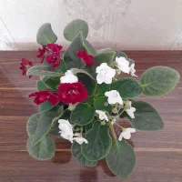 بنفشه آفریقایی.کراسولا خرفه ای