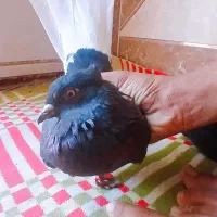 کبوتر|پرنده|اهواز, پردیس|دیوار