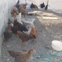 جوجه ۲ماهه