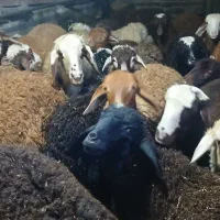 بره پای پرولر