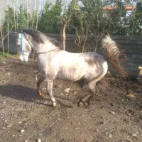 اسب وتجهیزات اسب سواری