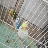 پرنده های آروم ودستی