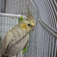 عروس هلندی سخنگو و رام با قفس