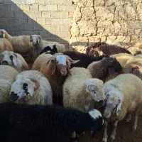 بره کشتاری کیلوی ۴۰۰ فقط نقد