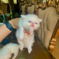 پرشین خالص|گربه|رشت, استقامت ۱|دیوار