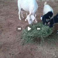 بز بی