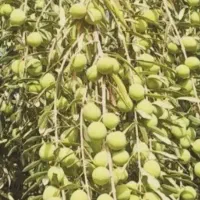 زیتون ریشه لخت پر ریشه.  اقتصادی