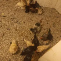 مرغ وخروس بومی سلطان