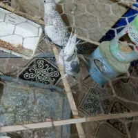 عروس هلندی|پرنده|نیک شهر, |دیوار