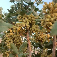 فروش باغ کشاورزی پسته احمدآقای  با سهمیه آب چاه