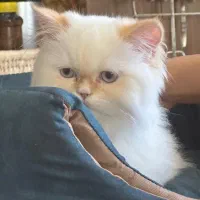 گربه هیمالین اصیل|گربه|کرمان, |دیوار