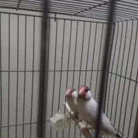 فنچ مولد شکلاتی|پرنده|تهران, شیخ هادی|دیوار