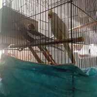 عروس هلندی مولد رو تخم|پرنده|حبیب آباد, |دیوار