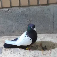 سینه سیاه