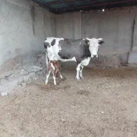 فروش گاو شیری با گوساله|حیوانات مزرعه|زابل, |دیوار