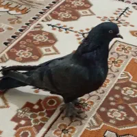سیاه ماده
