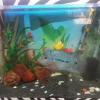 فلاور نر|ماهی|سراب, |دیوار