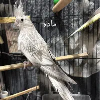 عروس هلندی|پرنده|گرگان, |دیوار